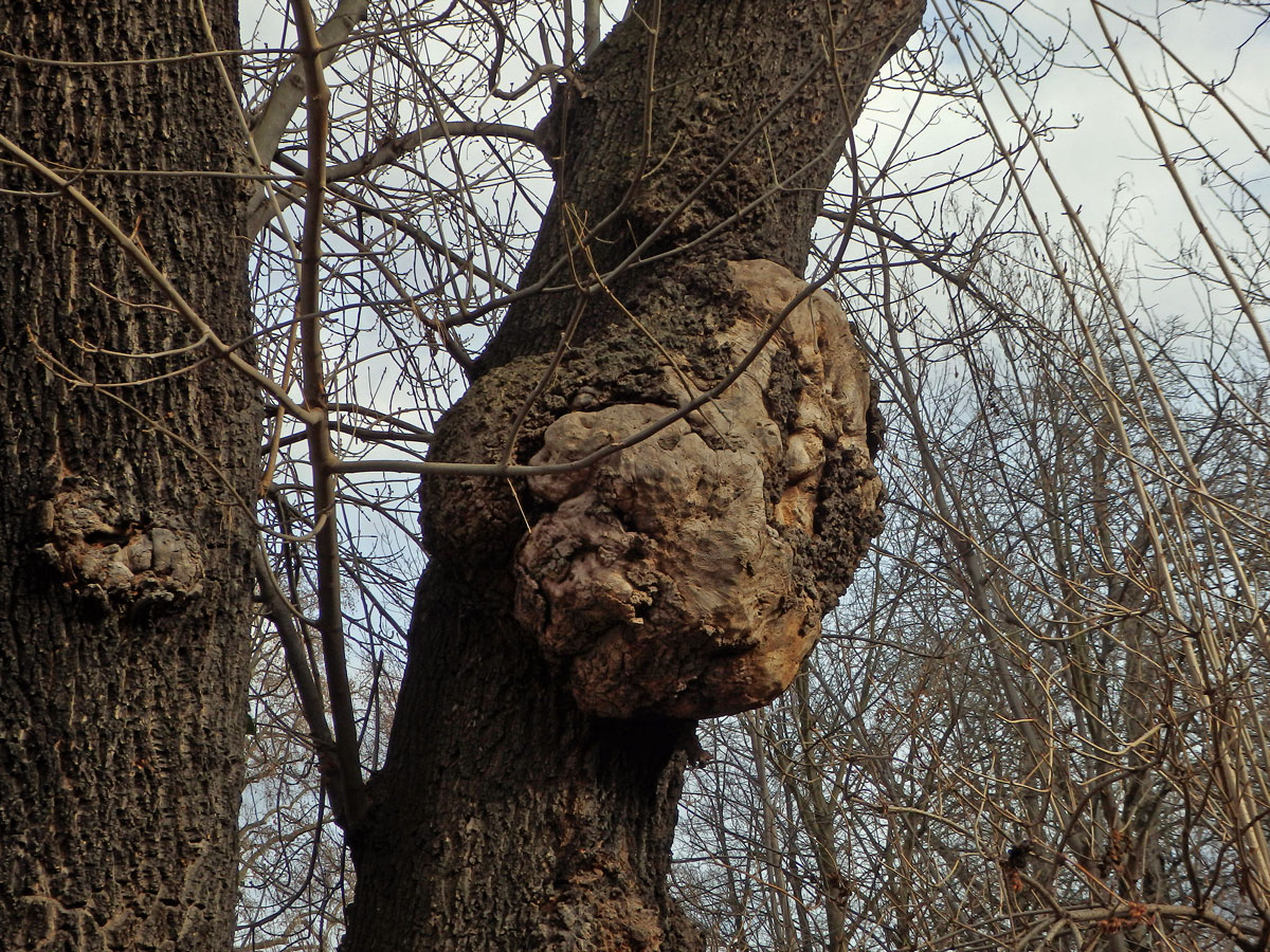 Nádor na jasanu ztepilém (Fraxinus excelsior L.) (15b)