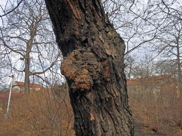 Jerlín japonský (Sophora japonica L.) s tumory na kmeni (7a)