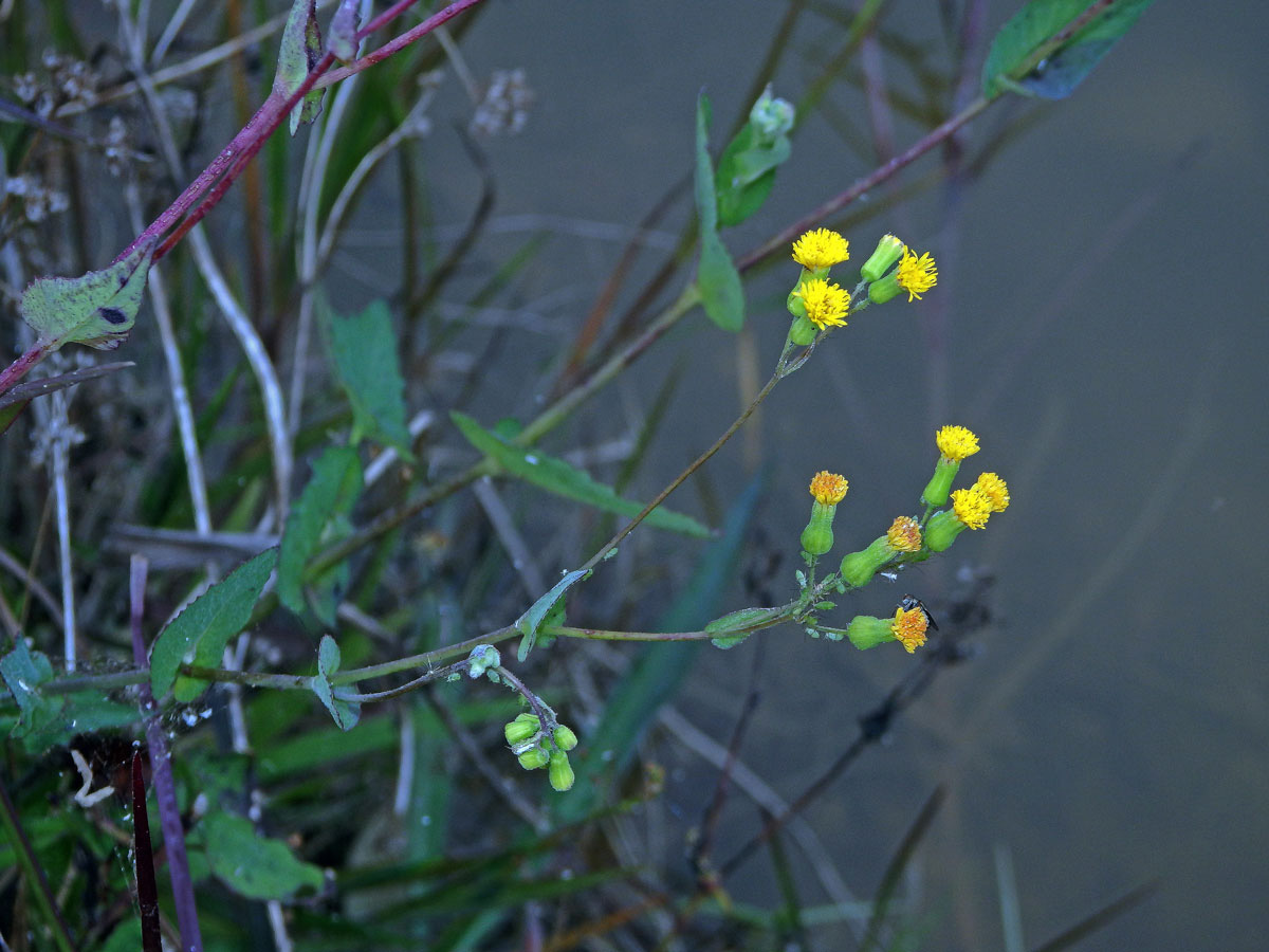 Milostna (Emilia citrina DC.