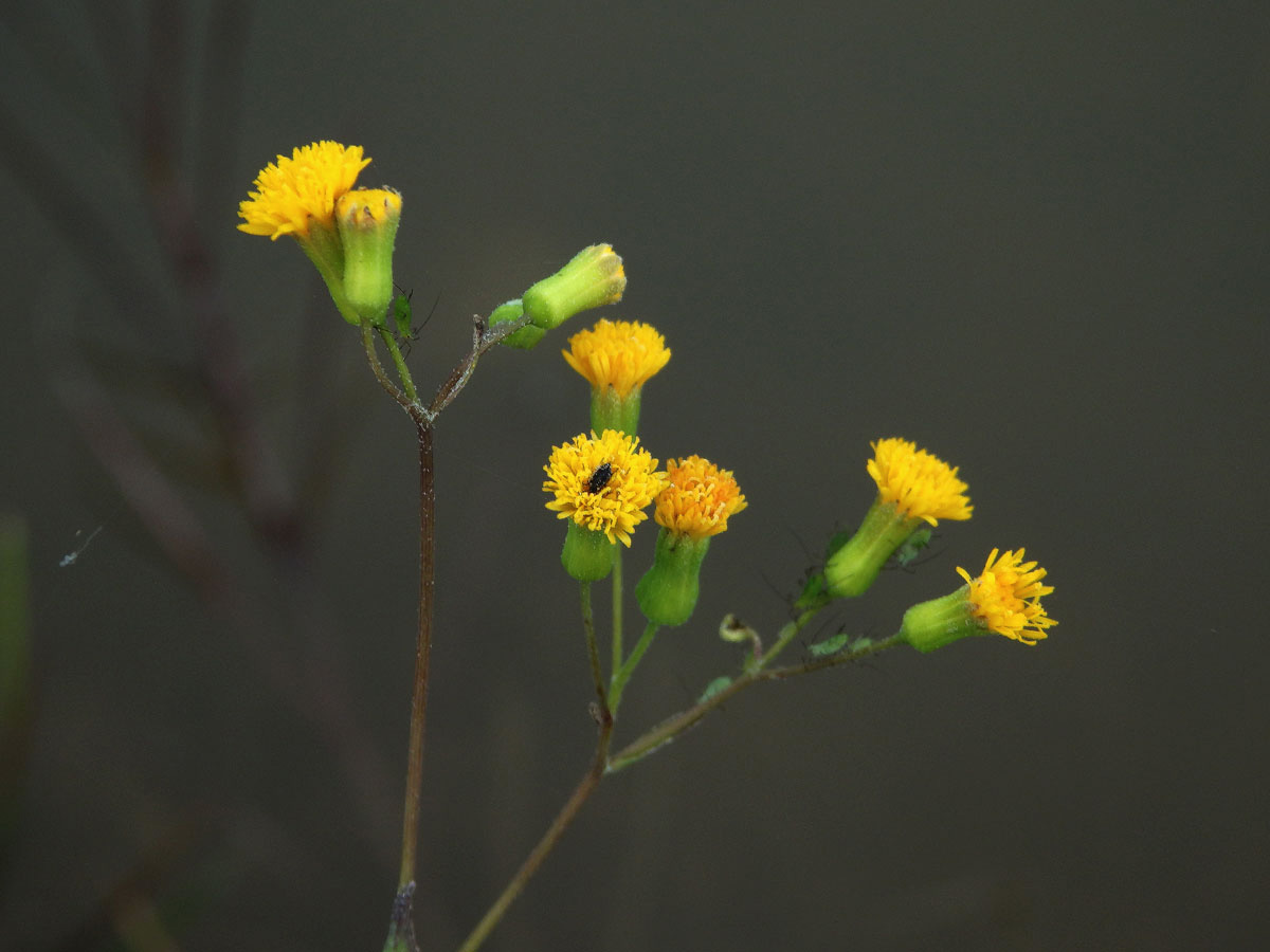 Milostna (Emilia citrina DC.