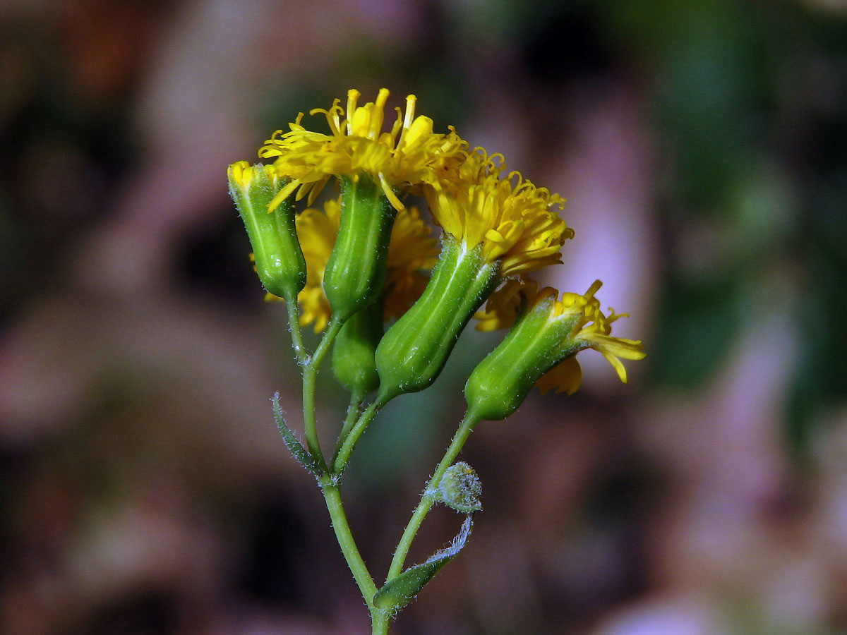 Milostna (Emilia citrina DC.