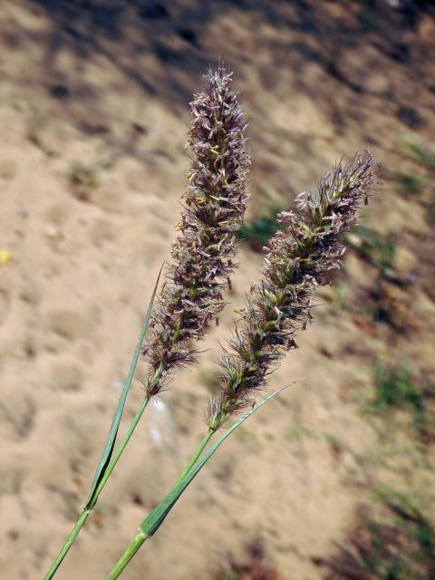 Dochan nevzhledný (Cenchrus ciliaris L.)