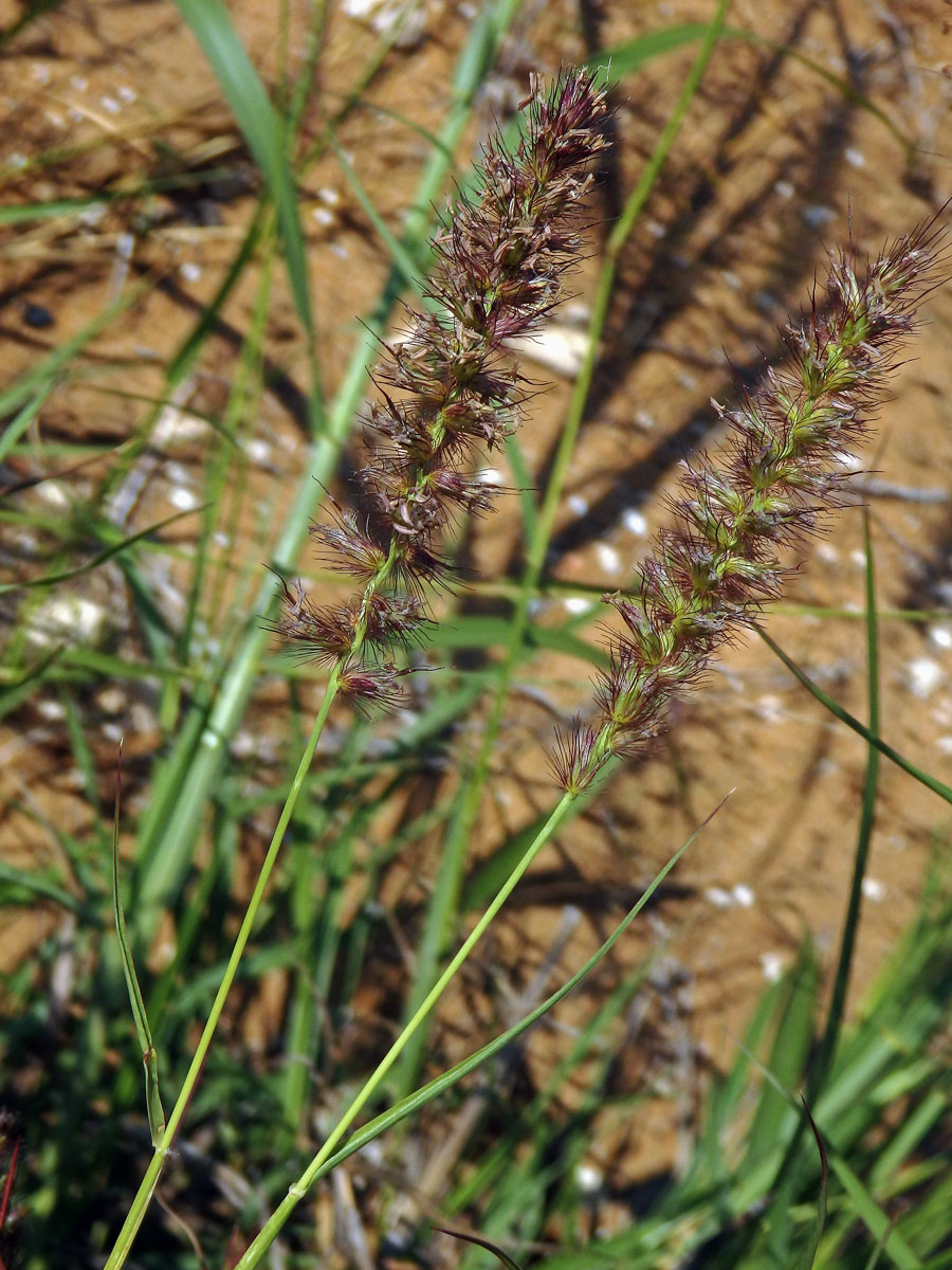 Dochan nevzhledný (Cenchrus ciliaris L.)