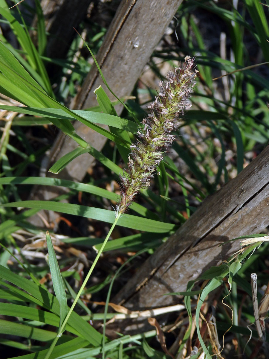 Dochan nevzhledný (Cenchrus ciliaris L.)