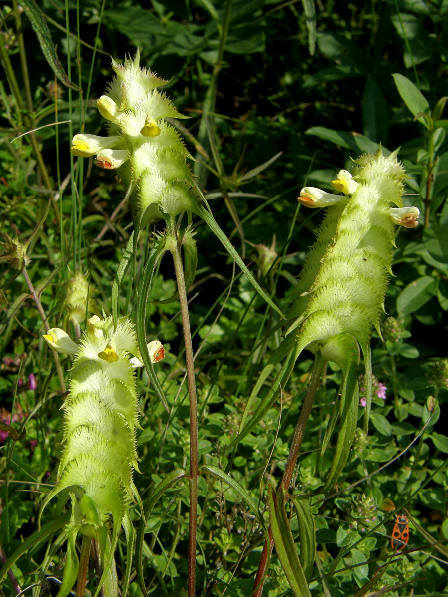 Černýš hřebenitý (Melampyrum cristatum L.)