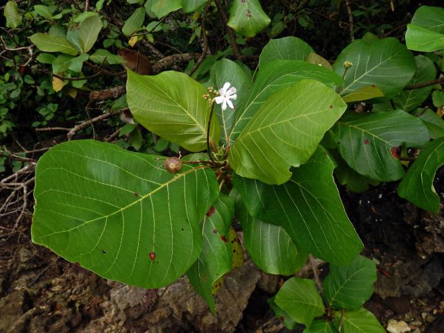 Guettarda speciosa L.