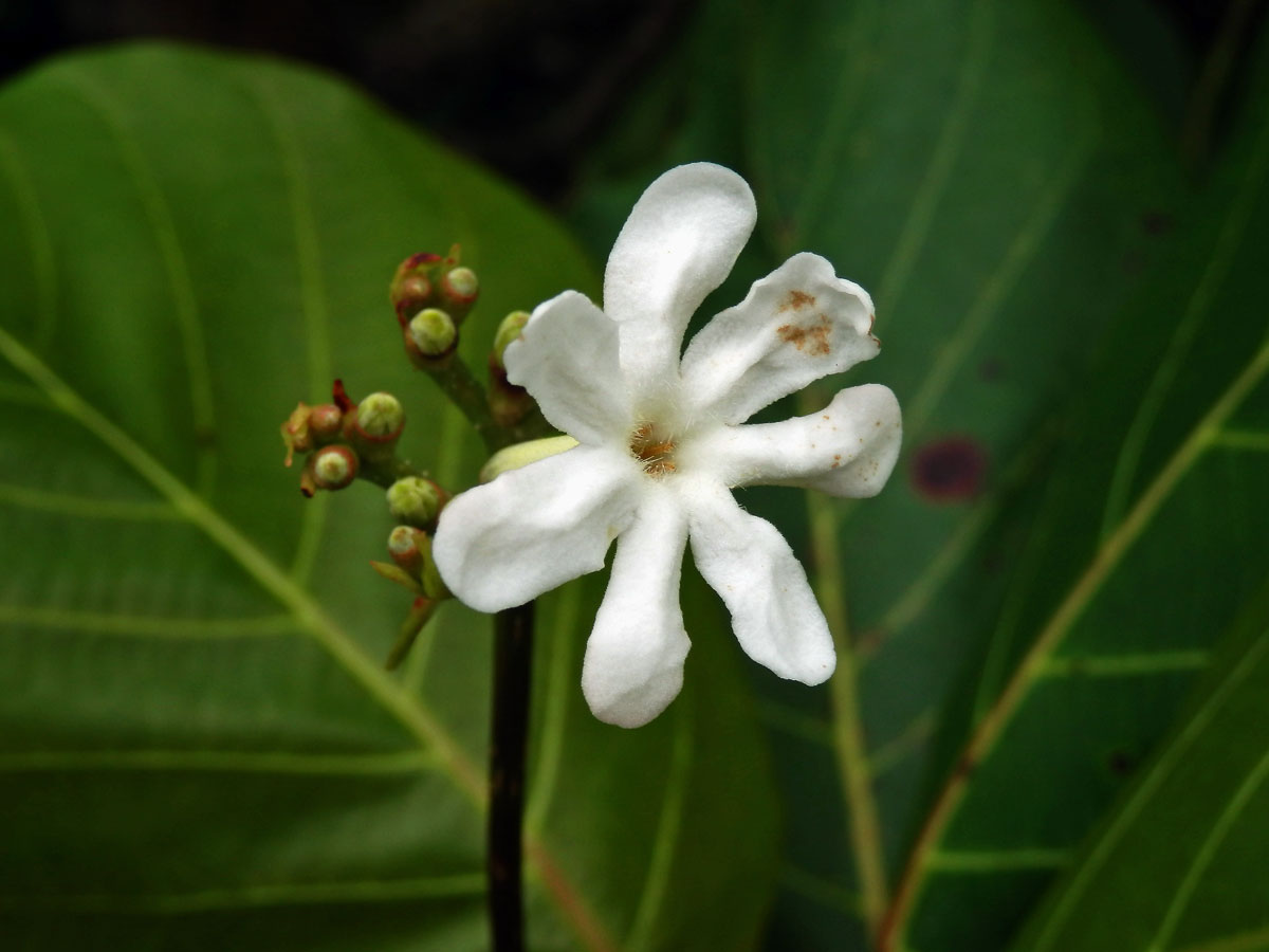 Guettarda speciosa L.