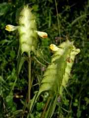 Černýš hřebenitý (Melampyrum cristatum L.)