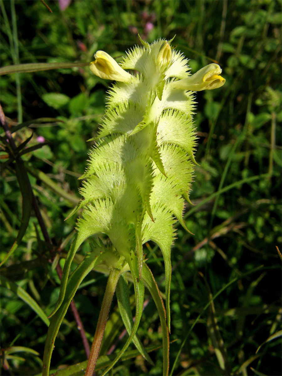 Černýš hřebenitý (Melampyrum cristatum L.)