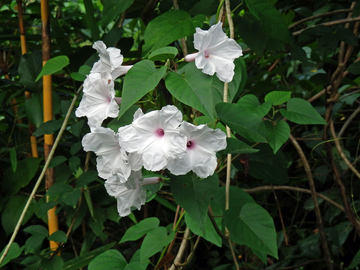 Povijnice vydutá (Ipomoea pandurata (L.) G. F. W. Mey.)