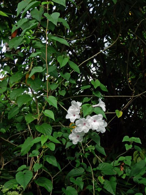 Povijnice vydutá (Ipomoea pandurata (L.) G. F. W. Mey.)