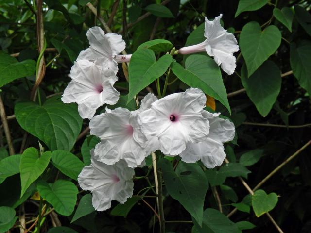 Povijnice vydutá (Ipomoea pandurata (L.) G. F. W. Mey.)