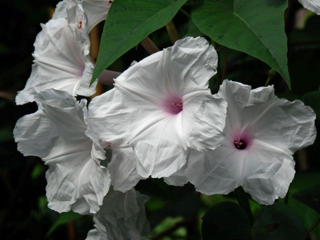 Povijnice vydutá (Ipomoea pandurata (L.) G. F. W. Mey.)