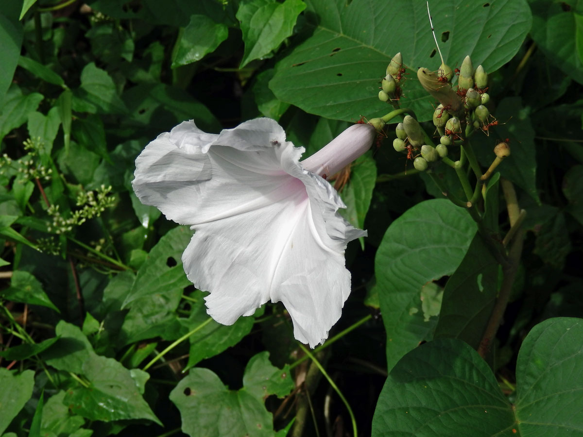 Povijnice vydutá (Ipomoea pandurata (L.) G. F. W. Mey.)