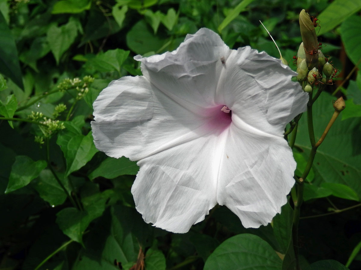 Povijnice vydutá (Ipomoea pandurata (L.) G. F. W. Mey.)