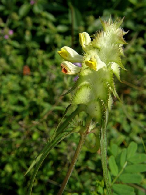 Černýš hřebenitý (Melampyrum cristatum L.)