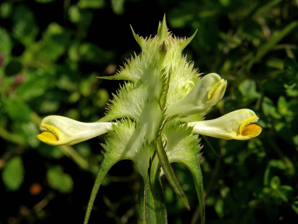 Černýš hřebenitý (Melampyrum cristatum L.)