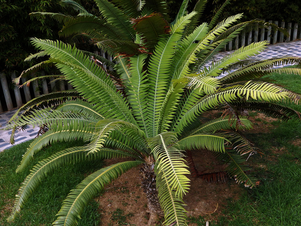 Dioon spinulosum Dyer & Eichler