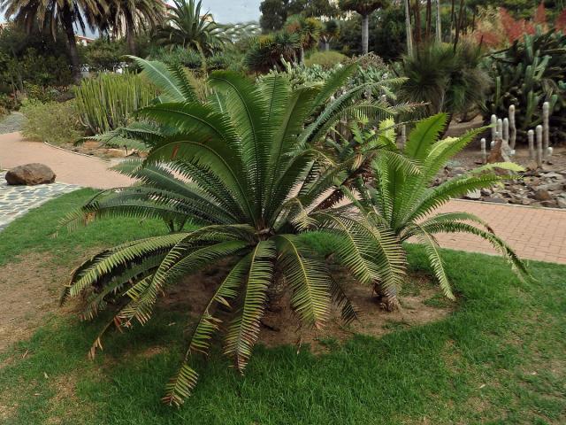 Dioon spinulosum Dyer & Eichler