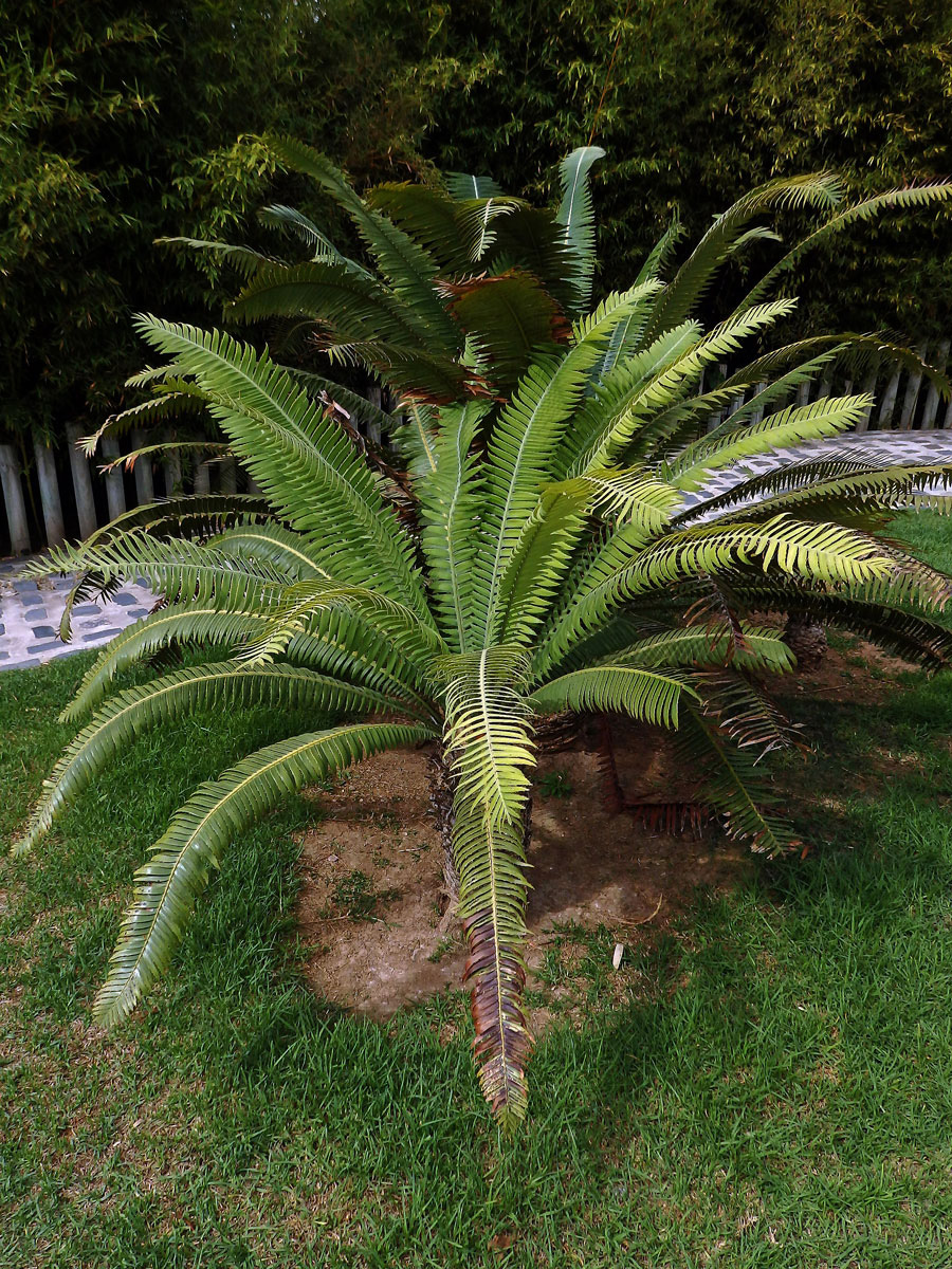 Dioon spinulosum Dyer & Eichler