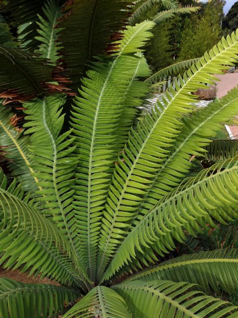 Dioon spinulosum Dyer & Eichler