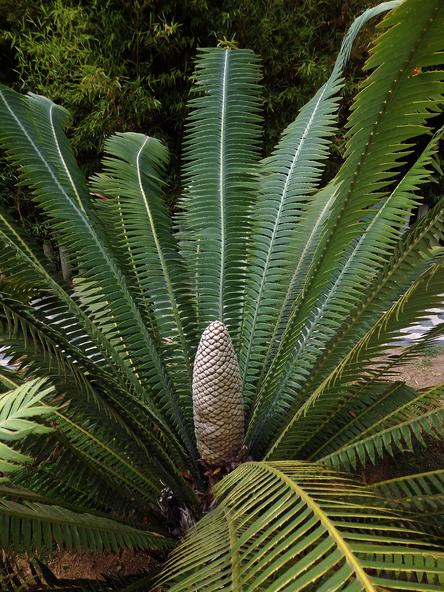 Dioon spinulosum Dyer & Eichler