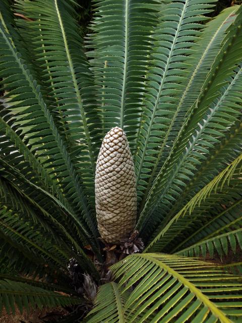 Dioon spinulosum Dyer & Eichler