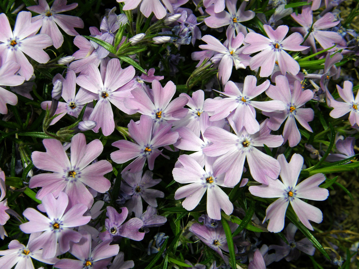 Plamenka šídlovitá (Phlox subulata L.)