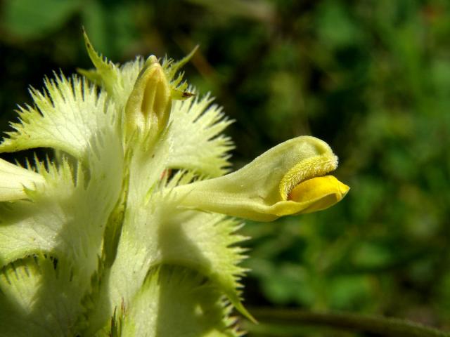 Černýš hřebenitý (Melampyrum cristatum L.)