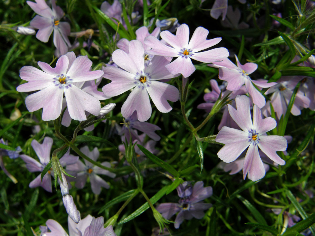 Plamenka šídlovitá (Phlox subulata L.)