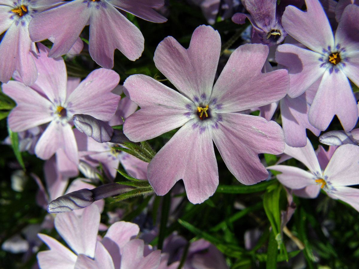 Plamenka šídlovitá (Phlox subulata L.)