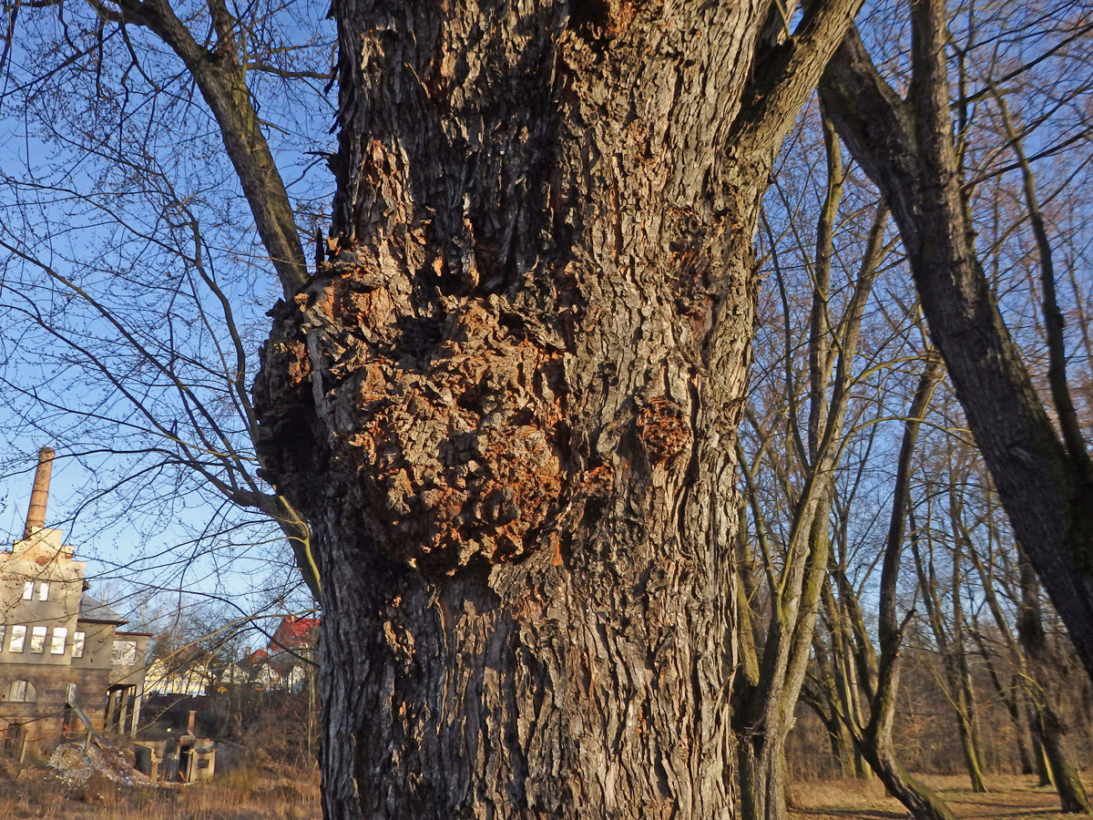 Javor stříbrný (Acer saccharinum L.) s nádory na kmeni (51a)