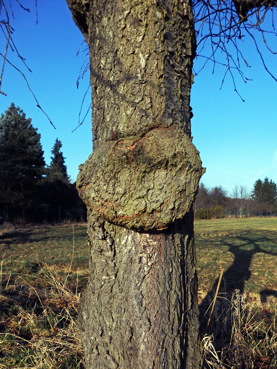 Třešeň ptačí (Prunus avium (L.) L.) (36) s nádorem na kmeni