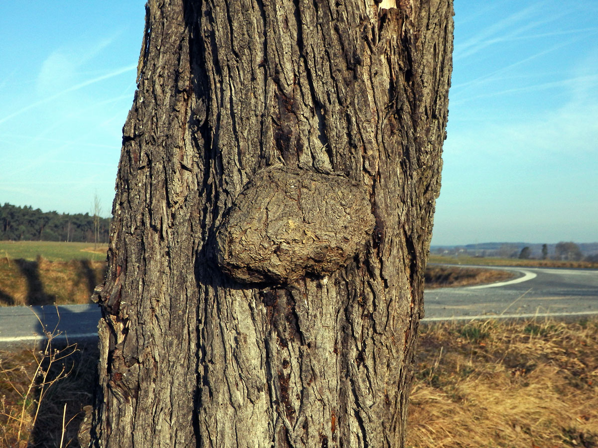 Tumor na kmeni slivoně švestky (Prunus domestica L.) (37)