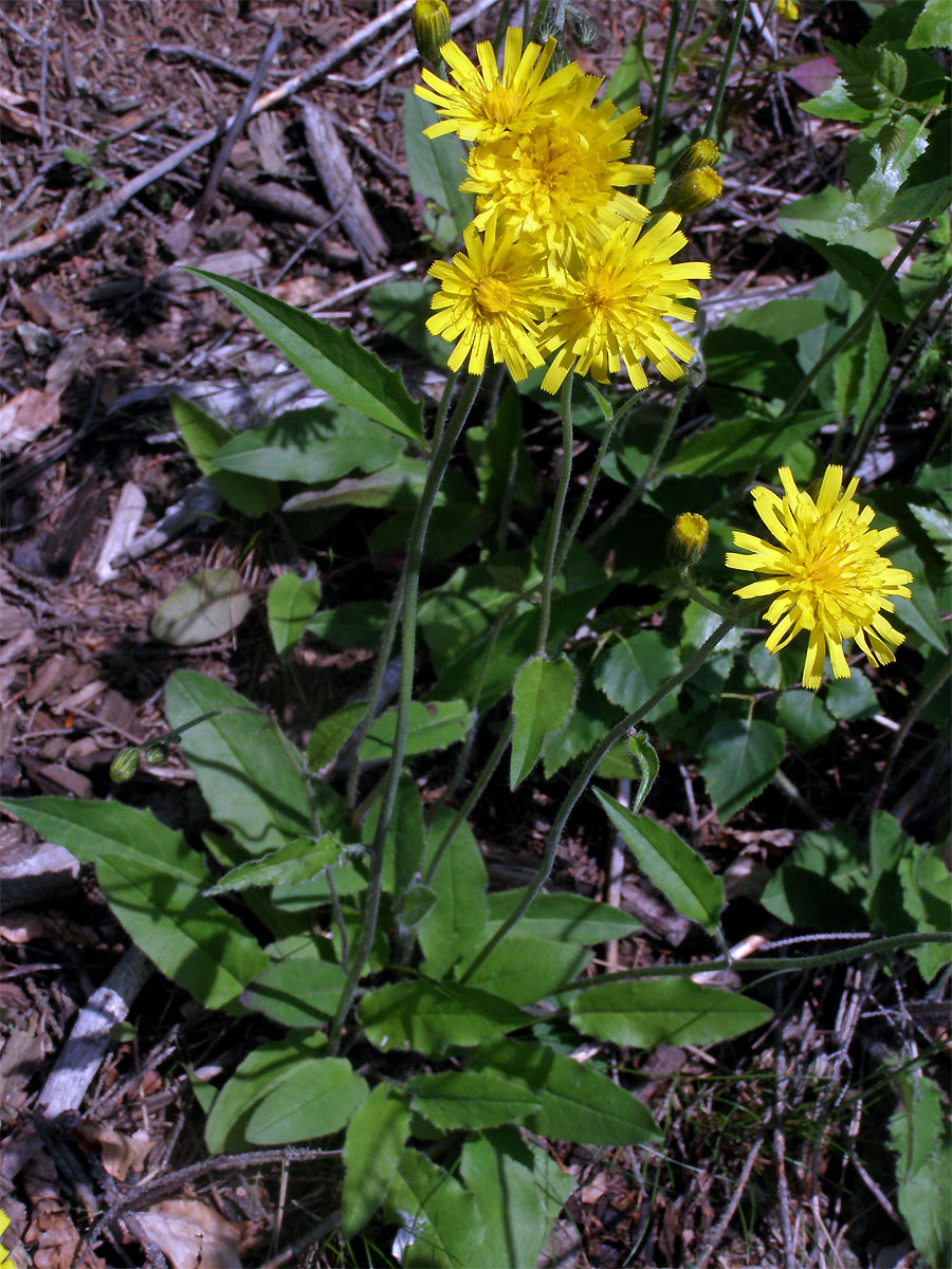 Jestřábník zední (Hieracium murorum L.; H. sylvaticum (L.) L.)