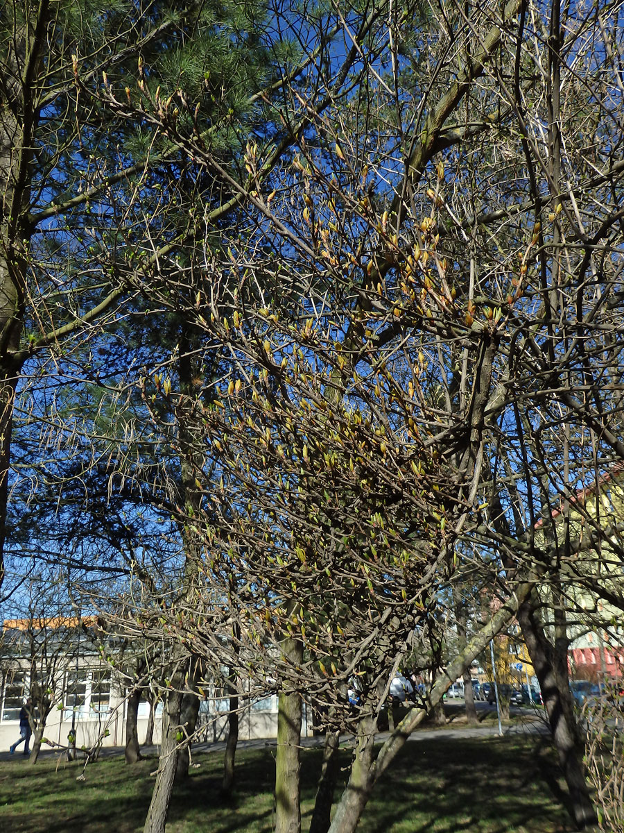 Dřišťál obecný (Berberis vulgaris L.)  s čarověníkem na větvi (2)