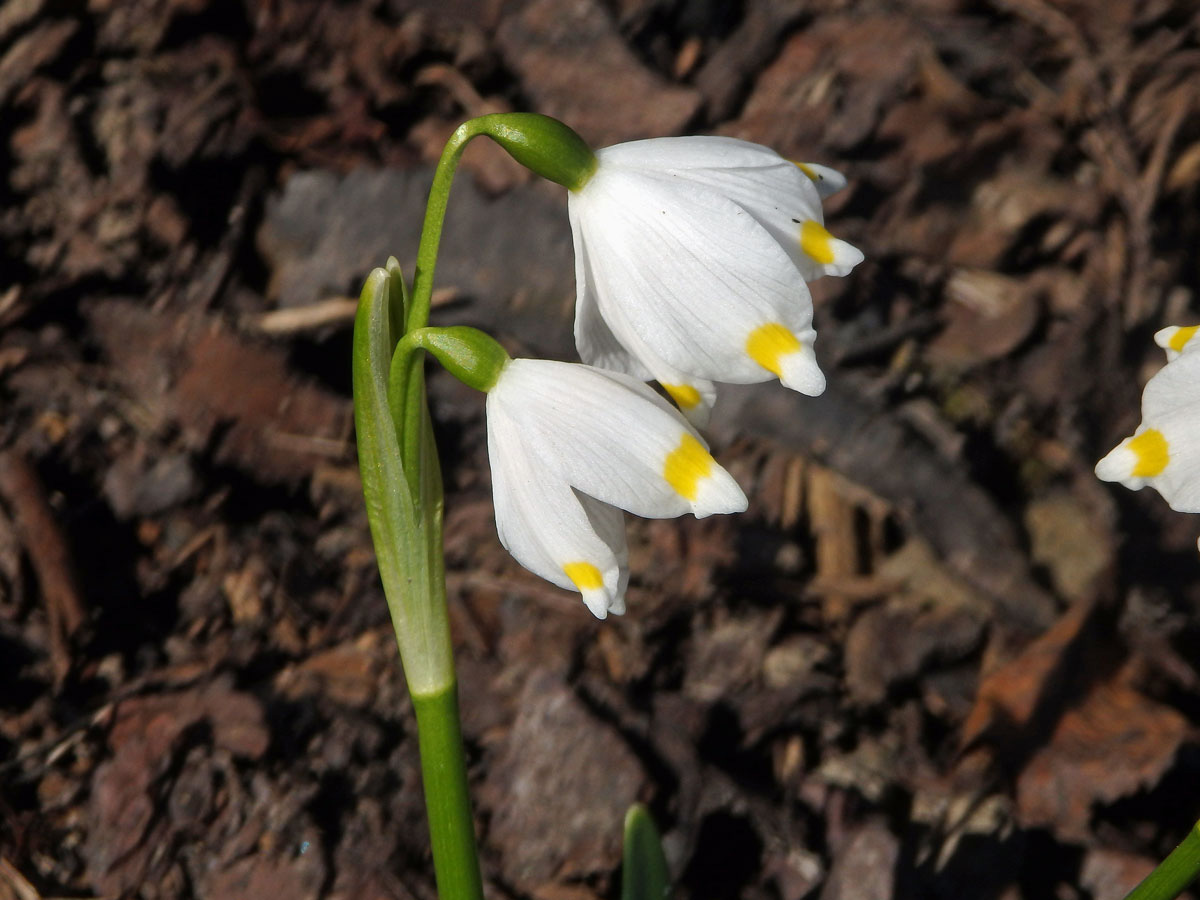 Bledule jarní (Leucojum vernum L.) s dvěma květy na jednom stonku