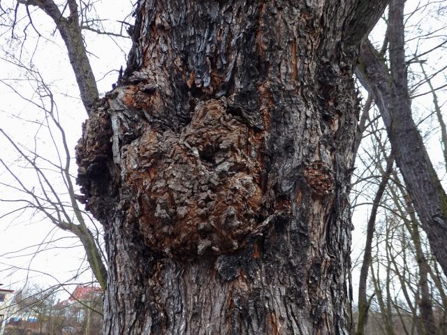 Javor stříbrný (Acer saccharinum L.) s nádory na kmeni (51b)