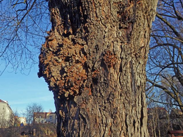 Javor stříbrný (Acer saccharinum L.) s nádory na kmeni (51c)