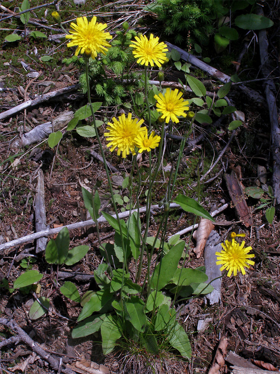 Jestřábník zední (Hieracium murorum L.; H. sylvaticum (L.) L.)