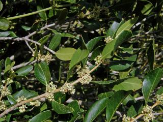 Jamovec širokolistý (Phillyrea latifolia L.)