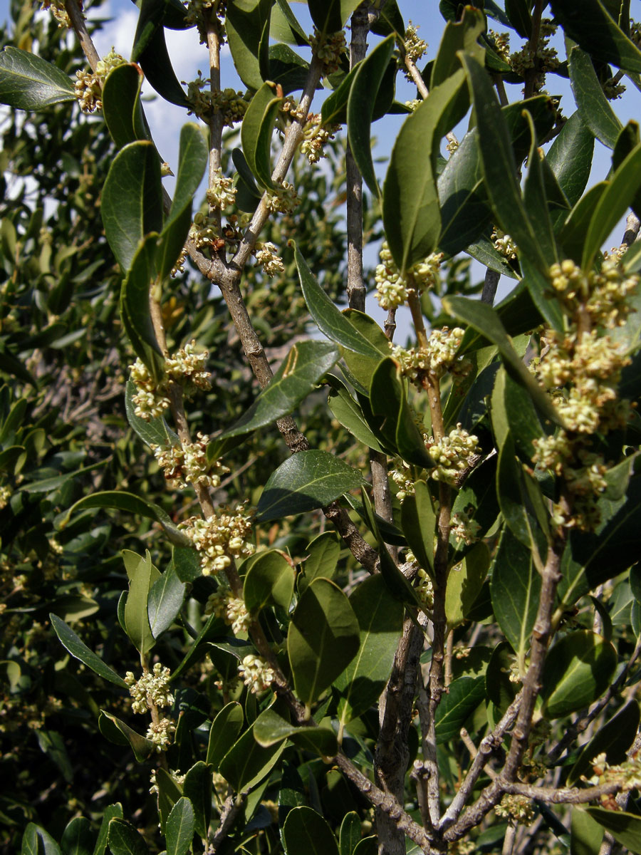 Jamovec širokolistý (Phillyrea latifolia L.)