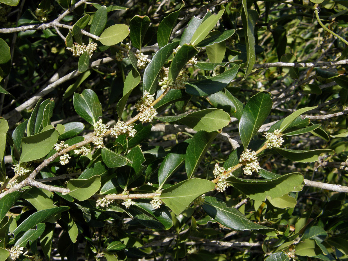 Jamovec širokolistý (Phillyrea latifolia L.)