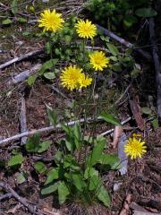 Jestřábník zední (Hieracium murorum L.; H. sylvaticum (L.) L.)