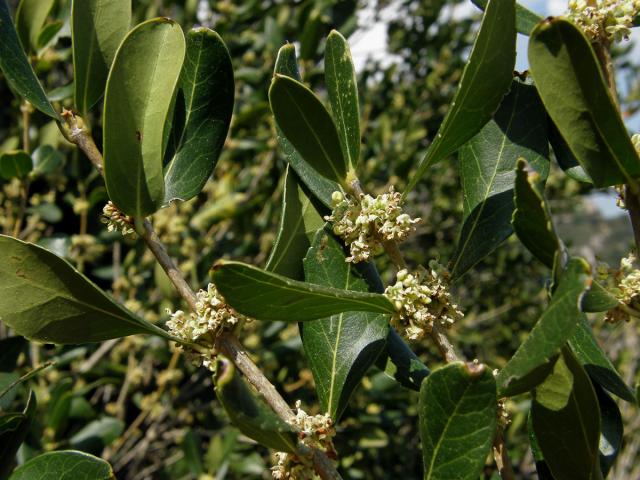 Jamovec širokolistý (Phillyrea latifolia L.)