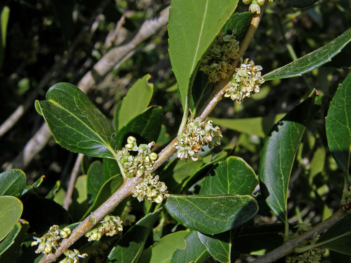 Jamovec širokolistý (Phillyrea latifolia L.)