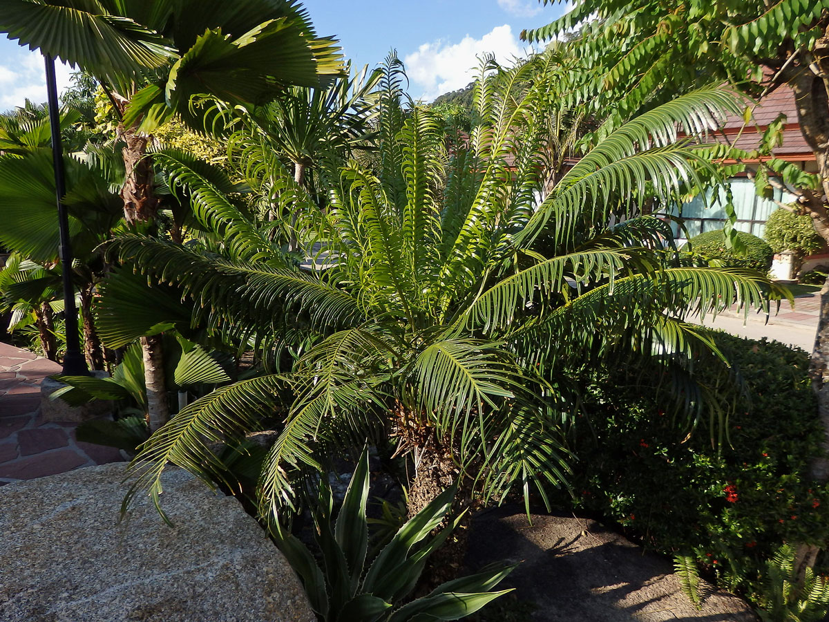 Cykas indický (Cycas circinalis L.)