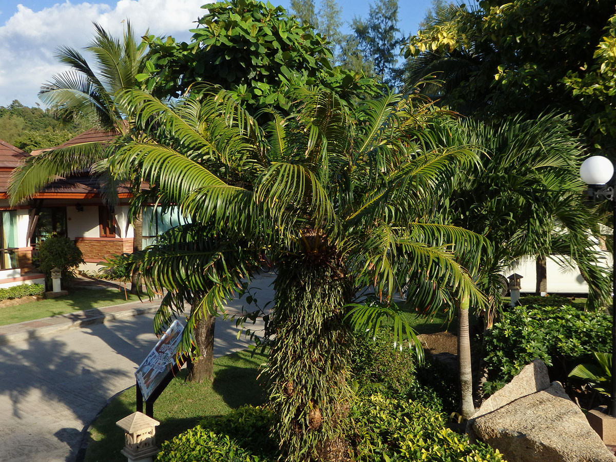 Cykas indický (Cycas circinalis L.)