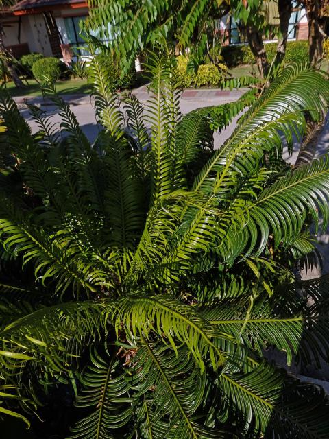 Cykas indický (Cycas circinalis L.)