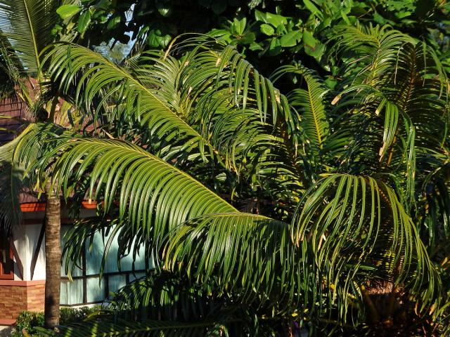 Cykas indický (Cycas circinalis L.)